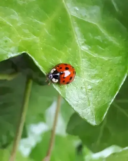 geen bestrijdingsmiddelen Assen